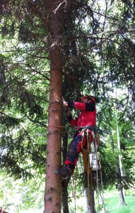 arboricoltura tree climbing